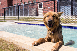 pet daycare in san antonio