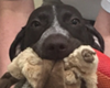 veterinarians in san antonio texas, vets in san antonio texas