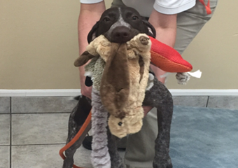 veterinarians in san antonio, vets in san antonio texas