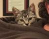 veterinarians in san antonio texas, vets in san antonio texas