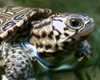 veterinarians in san antonio texas, vets in san antonio texas