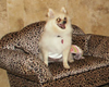 pet care in san antonio texas, boarding and grooming in san antonio texas