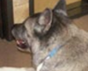 pet care in san antonio texas, boarding and grooming in san antonio texas