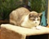 pet care in san antonio texas, boarding and grooming in san antonio texas