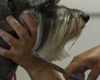 pet care in san antonio texas, boarding and grooming in san antonio texas