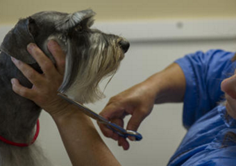 pet day care san antonio